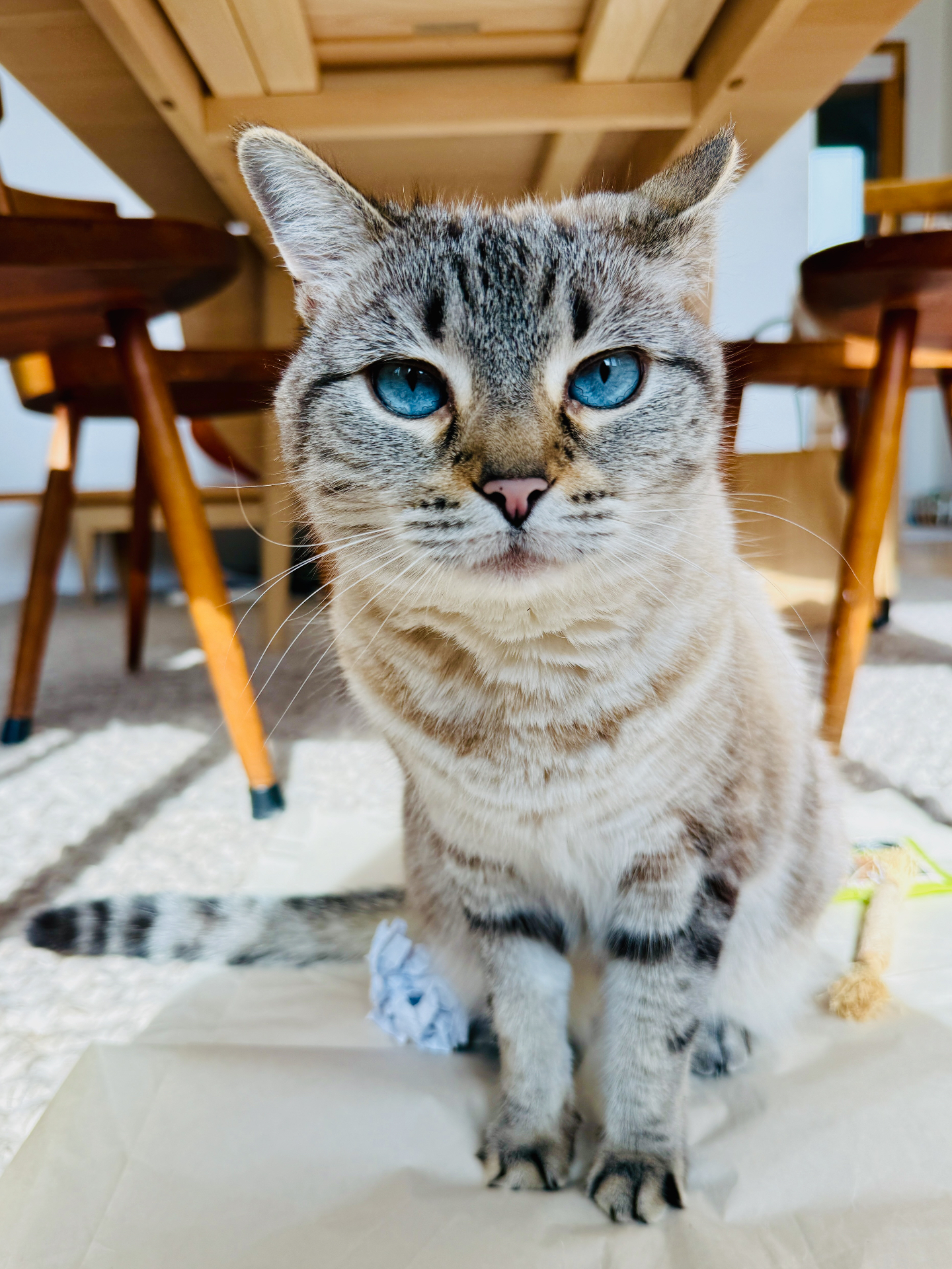 Blue-eyed tabby cat under a table