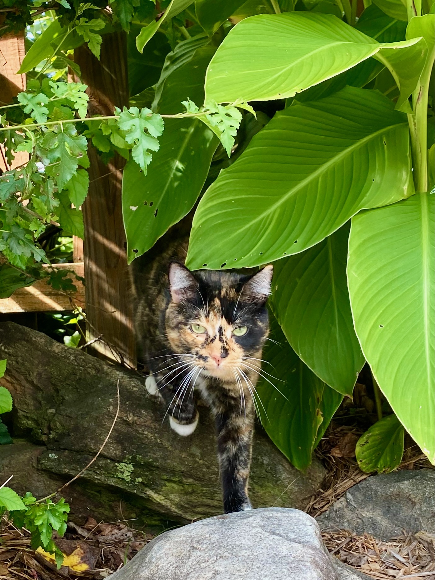 Tortoiseshell cat in a garden