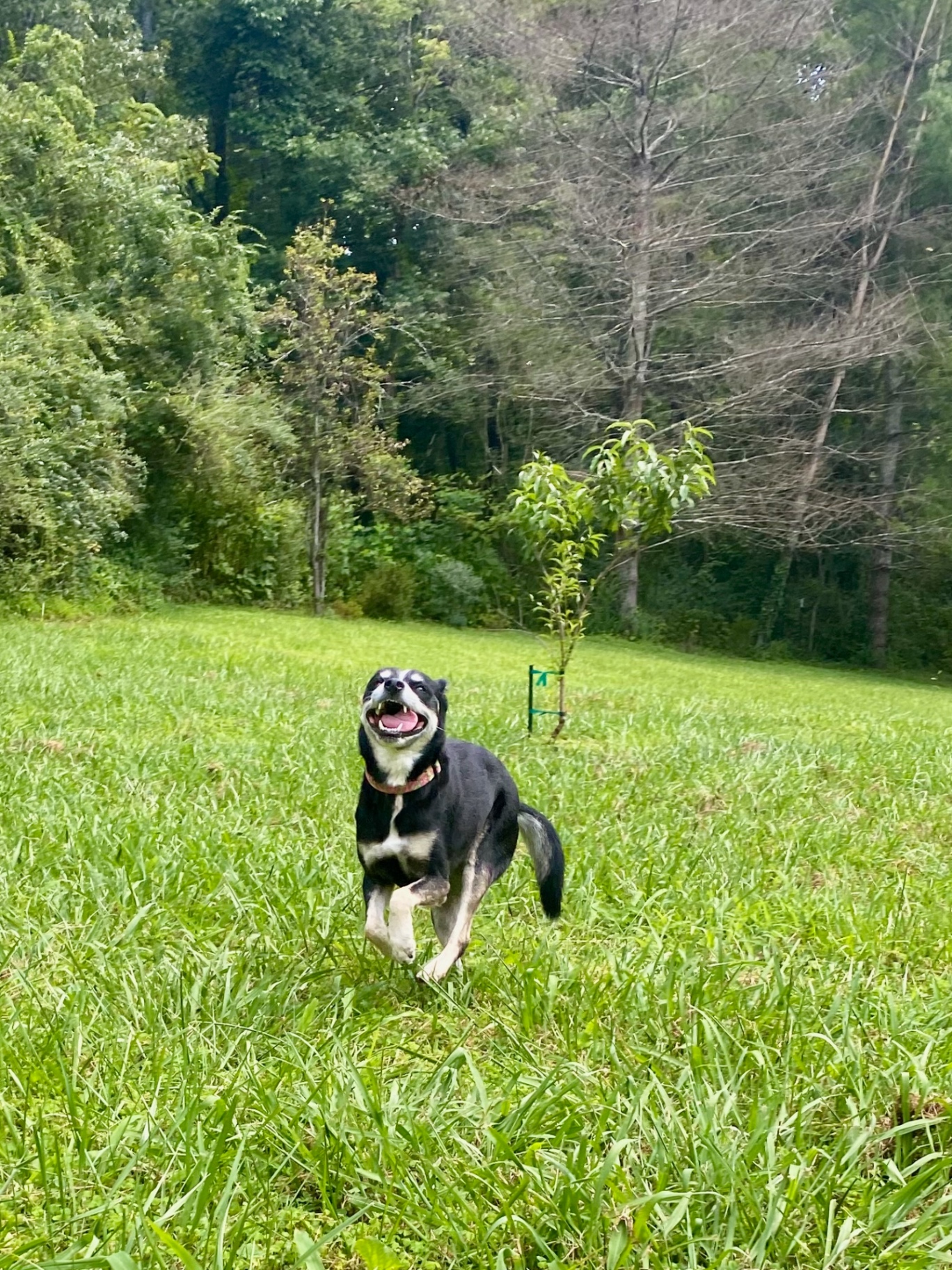 Happy dog running through a field
